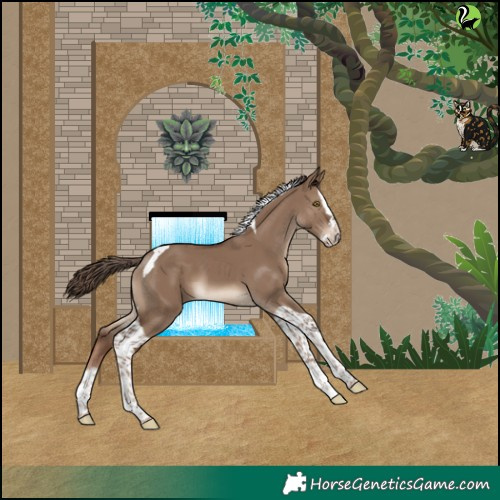 Horse Color:Liver Red Dun Splash Tobiano 