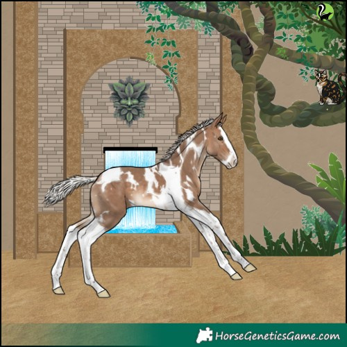 Horse Color:White Spotted Silver Bay Dun Splash Tobiano 