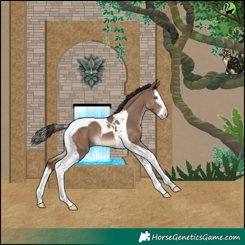 Horse Color:Liver Red Dun Splash Tobiano Rabicano 