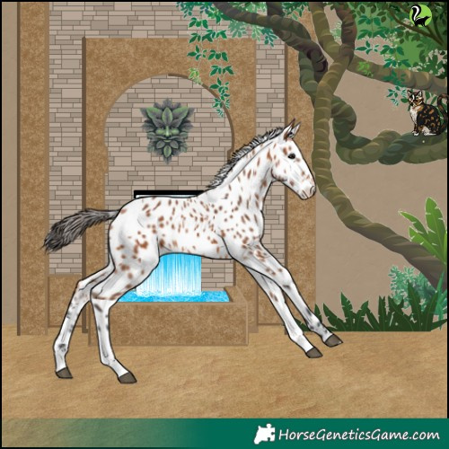 Horse Color:Bay Tobiano Leopard 