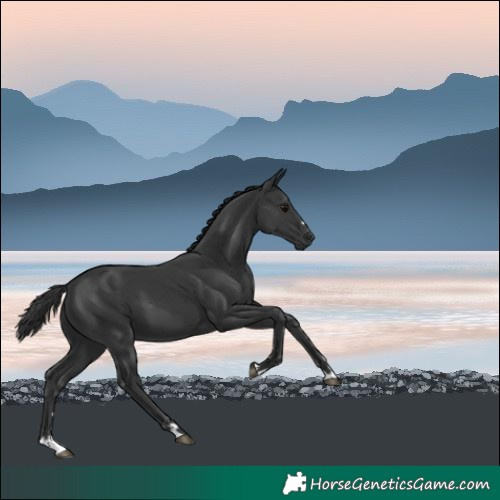 Horse Color:Black 
