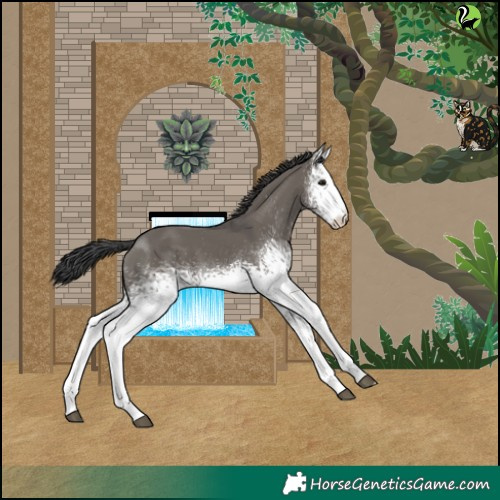 Horse Color:White Spotted Grullo 