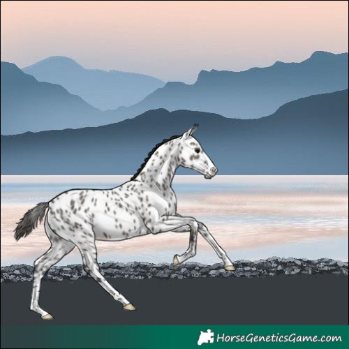 Horse Color:Grullo Near Leopard 