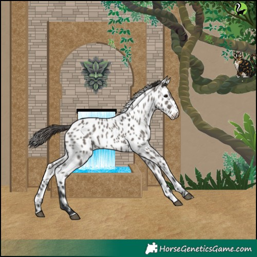 Horse Color:Grullo Near Leopard 