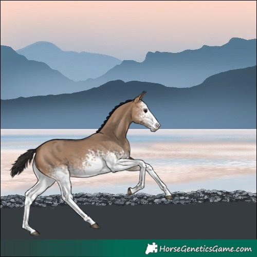 Horse Color:White Spotted Brown Dun 