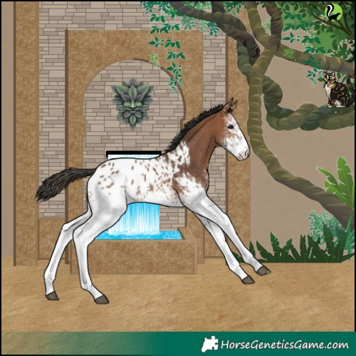 Horse Color:White Spotted Bay Blanket 