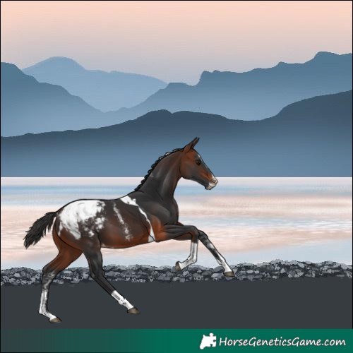 Horse Color:Powder White Bay Splash Tobiano Snowcap Rabicano 