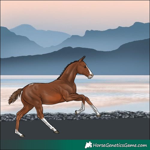 Horse Color:Chestnut Splash Tobiano 