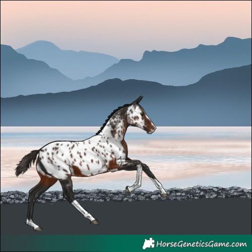 Horse Color:Liver Chestnut Splash Tobiano Near Leopard