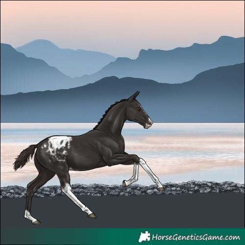 Horse Color:Liver Chestnut Splash Tobiano Blanket 