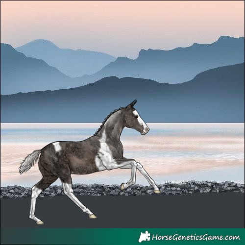 Horse Color:Silver Black Ice Splash Tobiano Varnish 