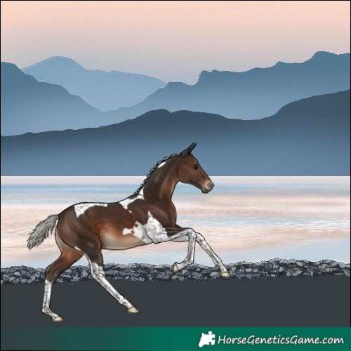Horse Color:Silver Brown Tobiano