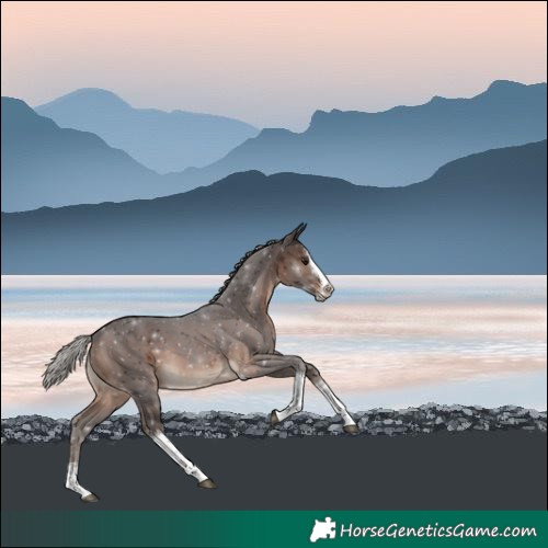 Horse Color:Silver Brown Splash Tobiano 