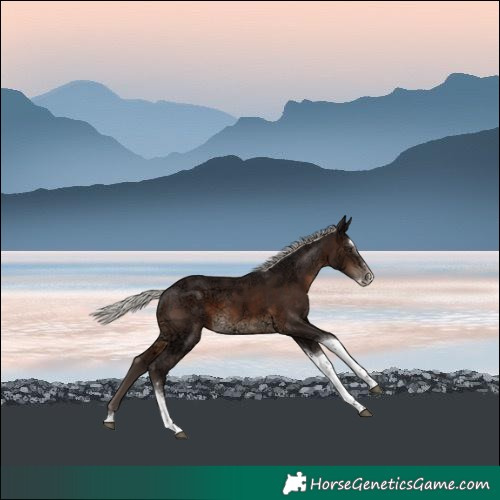 Horse Color:Silver Brown Ice Splash Tobiano 