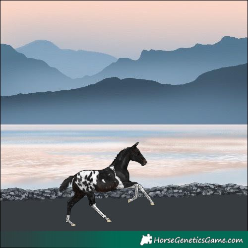 Horse Color:Brown Ice Tobiano Blanket 