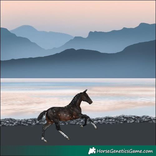 Horse Color:Brown Ice Tobiano 