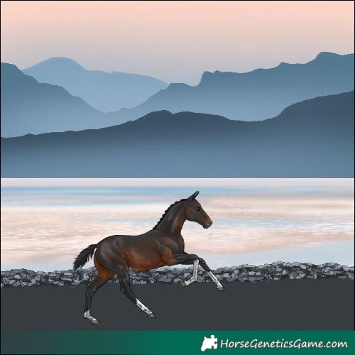 Horse Color:Brown Tobiano Varnish