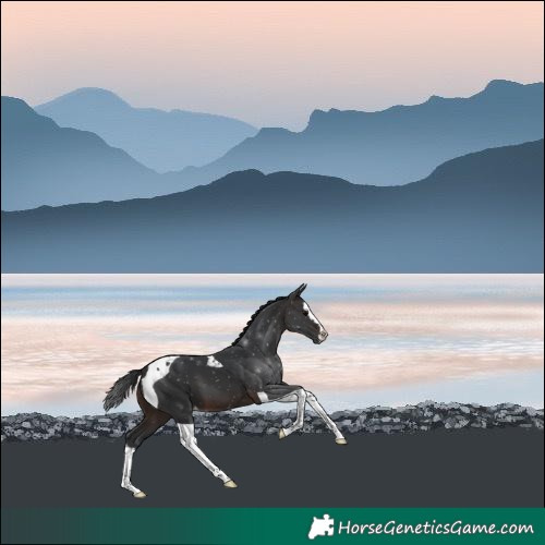 Horse Color:Brown Splash Tobiano Varnish
