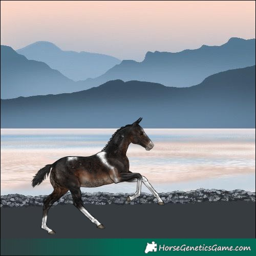 Horse Color:Brown Ice Splash Tobiano Varnish 