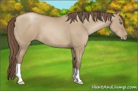 Horse Color:Grullo Pearl