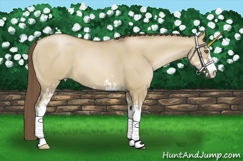 Horse Color:Grullo Pearl Sabino