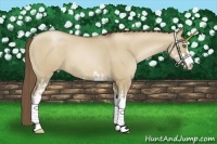 Horse Color:Grullo Pearl Sabino
