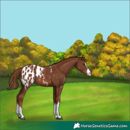 Horse Color:White Spotted Chestnut Blanket 