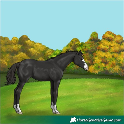 Horse Color:Liver Chestnut 