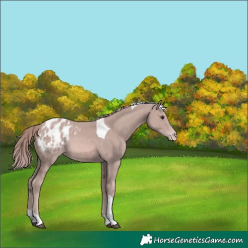 Horse Color:Platinum Chestnut Tobiano Blanket 