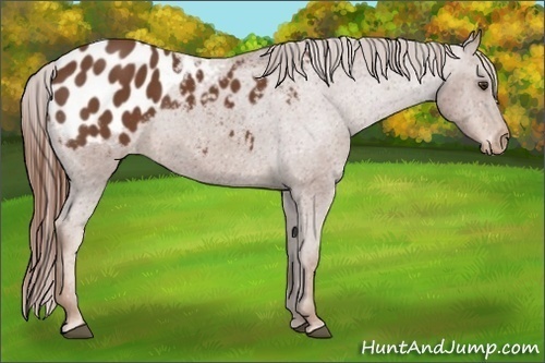 Horse Color:Chestnut Appaloosa 