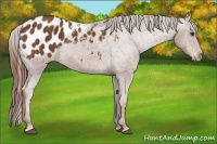 Horse Color:Chestnut Appaloosa 