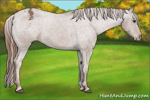 Horse Color:Chestnut Appaloosa