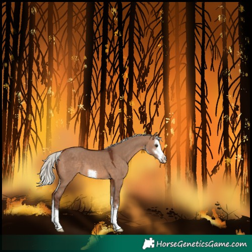 Horse Color:White Spotted Silver Brown Dun 