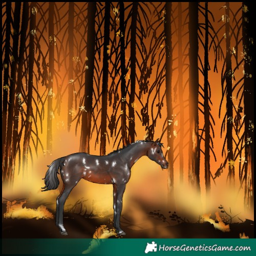 Horse Color:White Spotted Bay 