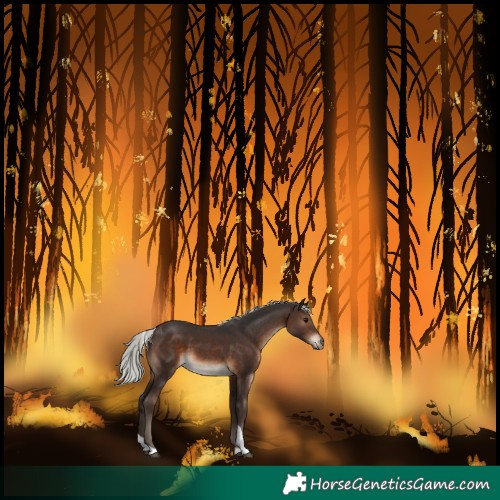 Horse Color:Silver Brown Tobiano 