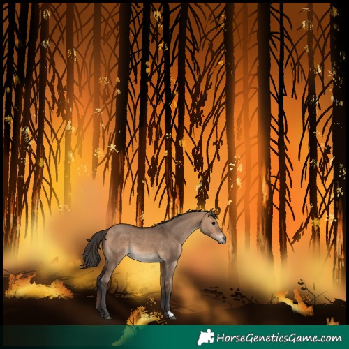 Horse Color:Bay Dun 