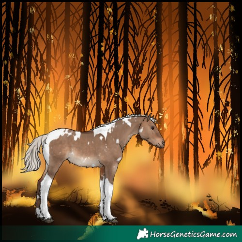Horse Color:White Spotted Silver Brown Dun Tobiano 