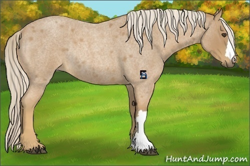 Horse Color:Palomino Roan Rabicano 