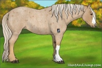 Horse Color:Palomino Roan Rabicano