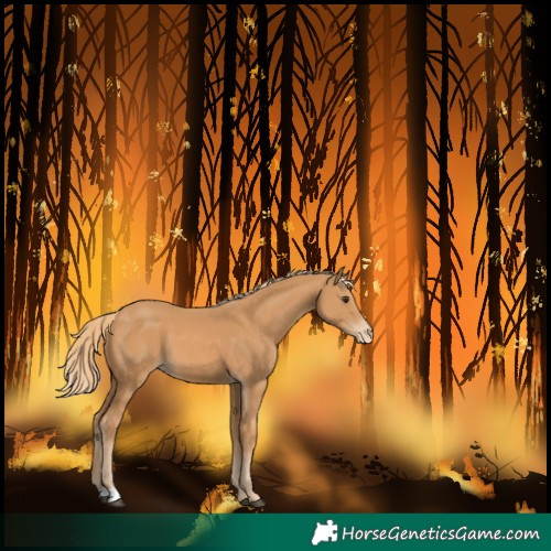 Horse Color:Chestnut Varnish