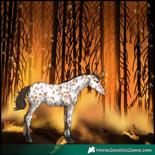 Horse Color:Bay Near Leopard 