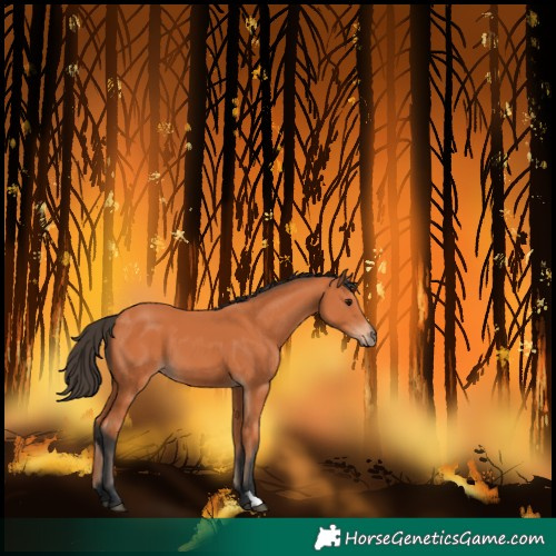 Horse Color:Bay 