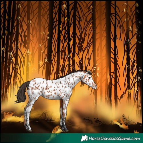 Horse Color:Bay Near Leopard 