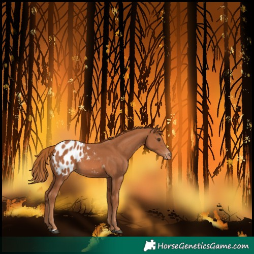 Horse Color:Chestnut Blanket