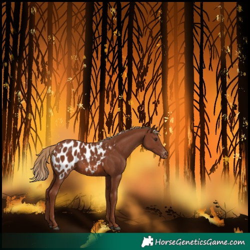 Horse Color:Chestnut Blanket