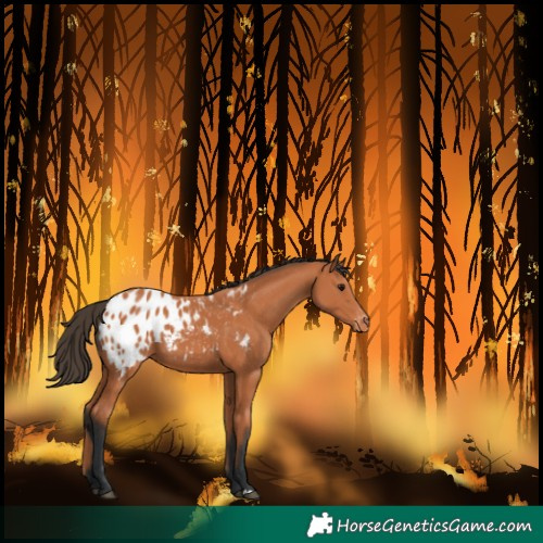 Horse Color:Bay Blanket