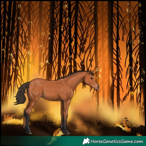 Horse Color:Bay 