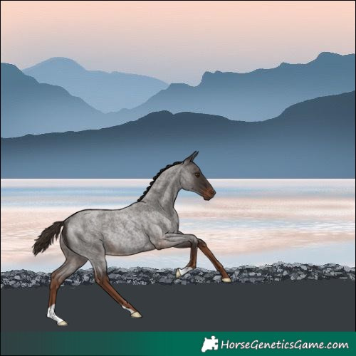 Horse Color:Liver Red Roan Rabicano 
