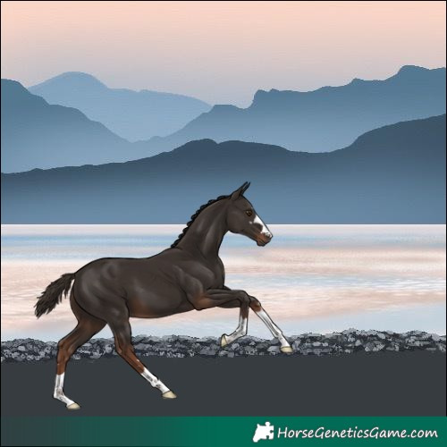 Horse Color:Liver Chestnut 