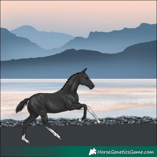 Horse Color:Black Tobiano